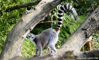 Lemur 2