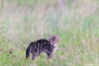 schon wieder eine junge Katze auf der Weide